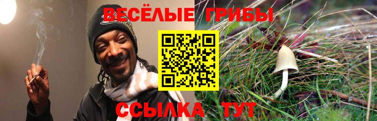 Тамбов  Галлюциногенные грибы GOLDEN TEACHER  Вход с VPN  Псилоцибиновые грибы прущие грибы 